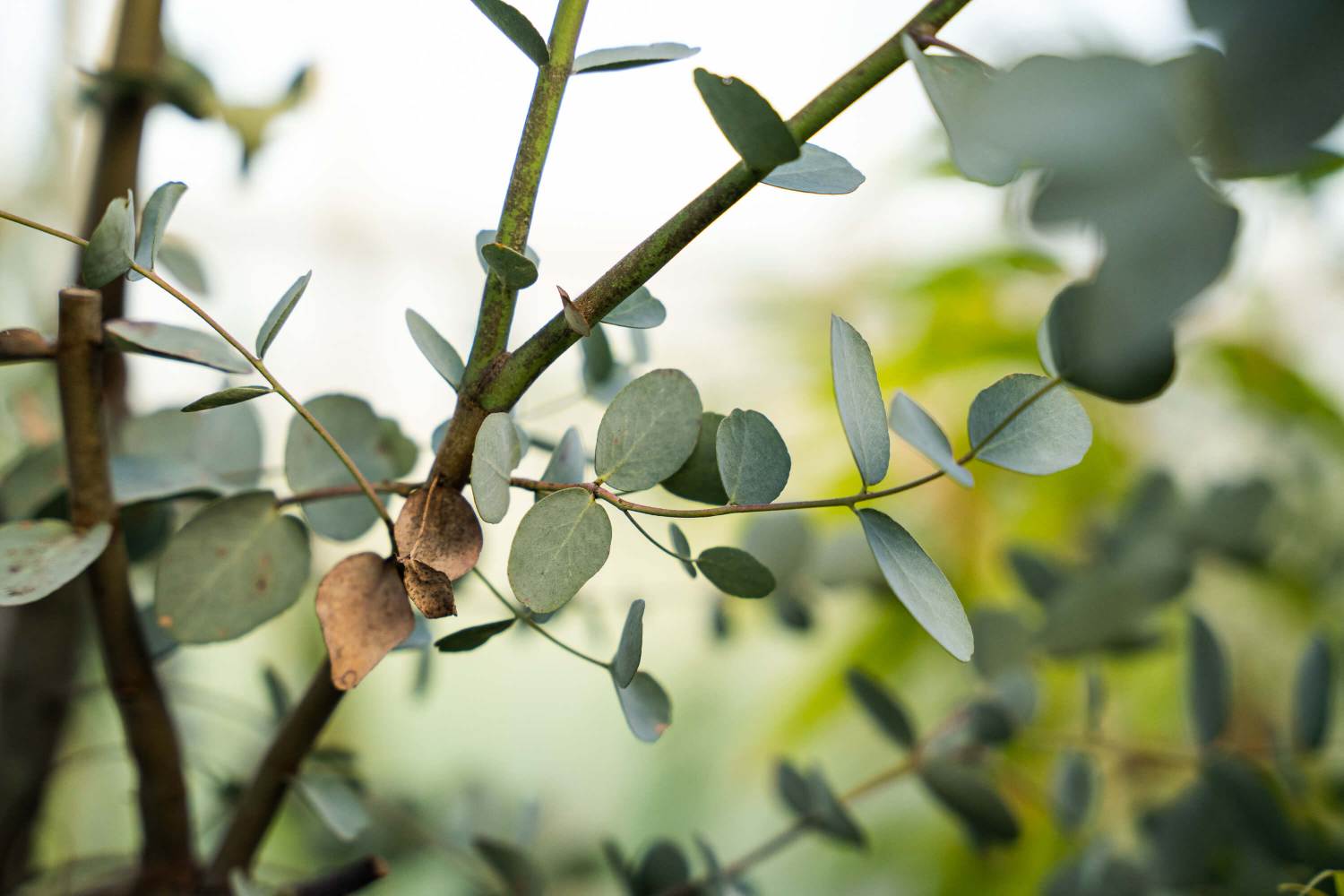 Westside Eucalyptusfarm